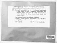 Image of Sorocybe resinae